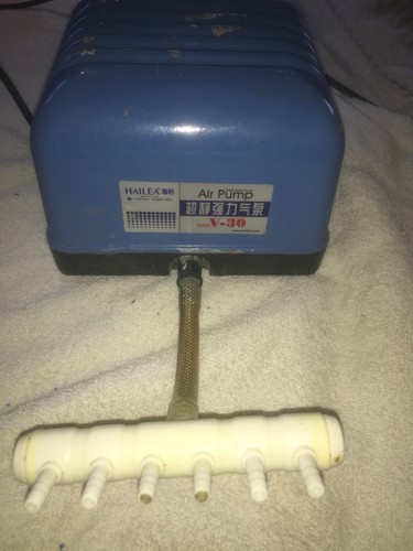Aquarline hailea high - hailea, v-30